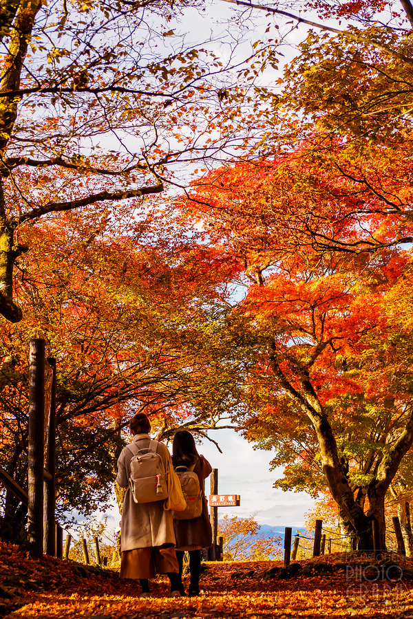 碓冰峠見晴台
